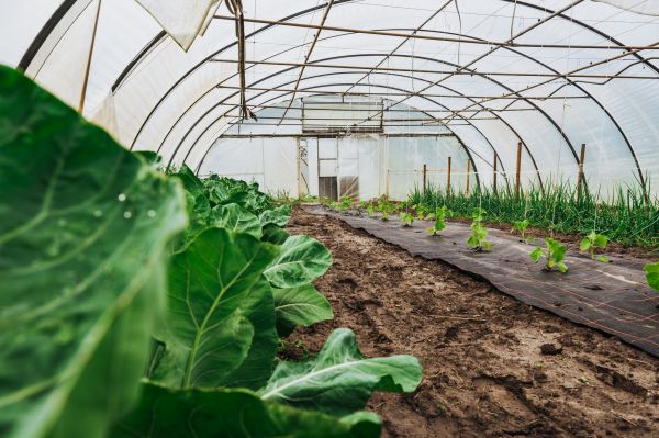 Greenhouse Demolition in South Jordan